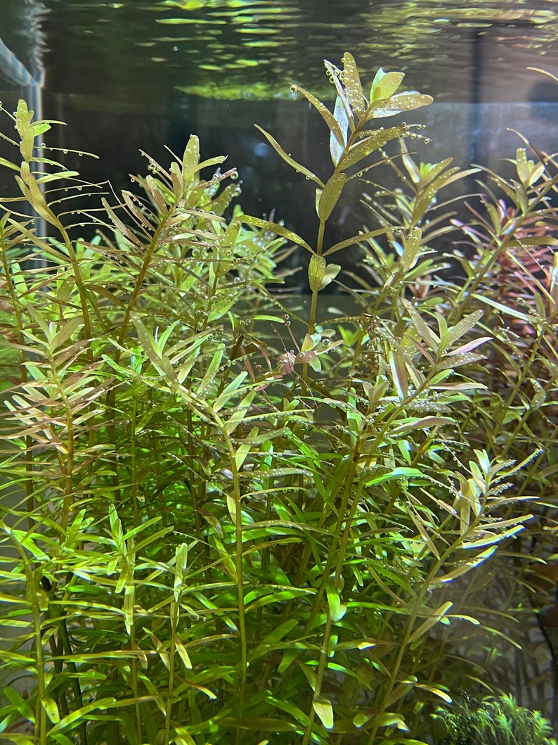 Rotala Indica Live Aquarium Plant / Planted Tank/ Aquascaping image 1