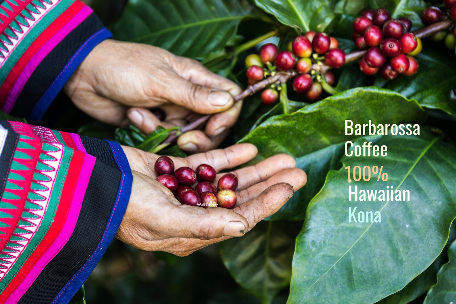 100 Hawaiian Kona Organic Whole Bean 2.2 Pound Etsy