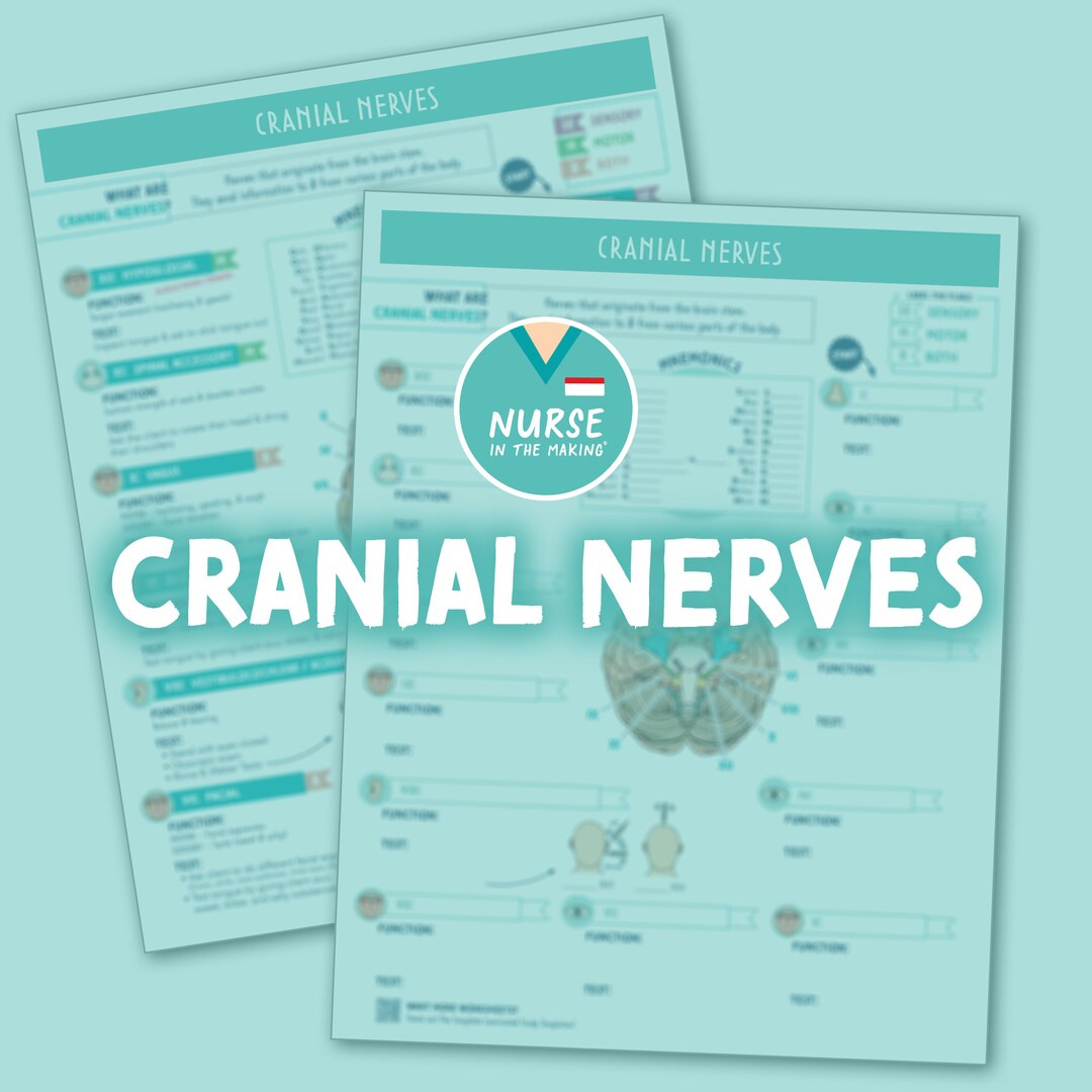 Cranial Nerves Study Guide Worksheet 2 Pages 2023 Edition Nursing Notes ...