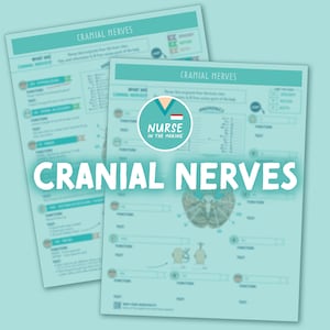 Cranial Nerves Study Guide + Worksheet | 2 Pages | 2023 Edition | Nursing Notes | Digital Download Only