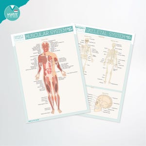 Anatomy Label Lab Cheat Sheets