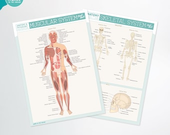Anatomy Label Lab Cheat Sheets