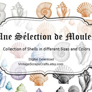 May include: A collection of digital illustrations of various seashells in different sizes and colours. The image includes a title in French, "Une Sélection de Moules", and a tagline, "Collection of Shells in different Sizes and Colours".