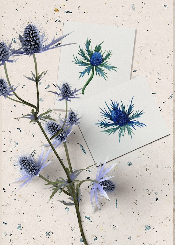青いアザミのクリップアート。青いアザミの花のイラスト。シーホリーの