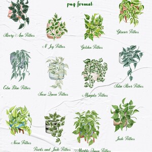 Pothosväxter Clipart. Krukväxter Clipart. Inomhusväxter Akvarell Clipart. Akvarell Pothos Typer. Krukväxter PNG bild 3