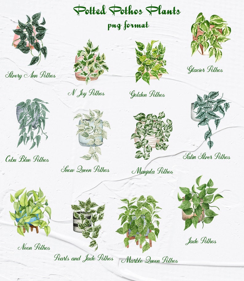 Pothosväxter Clipart. Krukväxter Clipart. Inomhusväxter Akvarell Clipart. Akvarell Pothos Typer. Krukväxter PNG bild 3