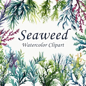 Clipart de acuarela de algas marinas. Clipart de arrecife de coral. Clipart tropical. Clipart del océano. Vida marina. Acuarela floral del océano. Laminaria png