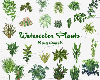 Aquarel Planten Clipart. Kamerplanten Clipart. Kamerplanten Aquarel Clipart. Cactus Clipart voor directe download. .PNG