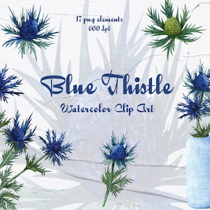 Blauwe distel Clipart. Blauwe distel bloem Illustratie. Zee Hulst illustraties. Aquarel distel. Schotland Blauwe bloem. PNG