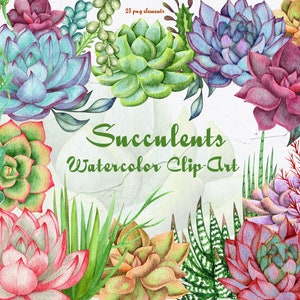 Succulent Watercolor Clipart. Houseplants Watercolor Clip Art. Cacti Clip Art. Gardening plant. Succulents Boho wedding. PNG