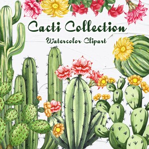 Imágenes prediseñadas de acuarela de cactus. Acuarela Cactus individual PNG. Imágenes prediseñadas de acuarela suculenta. Imágenes prediseñadas de acuarela de plantas de interior. Imágenes Prediseñadas de cactus.