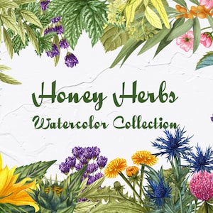 Herbes Aquarelle Clipart. Aquarelle Plante Sauvage Clipart, Herbes sauvages Clipart. Tournesol, glycine, trèfle, lavande, chardon, pissenlit