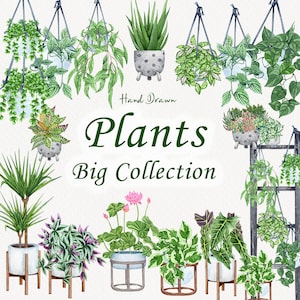 Aquarell Plant Big Collection. Zimmerpflanzen Clip Art. Zimmer Pflanzen Aquarell Clip Art. Homedecor Clip Art. Topfpflanzen PNG