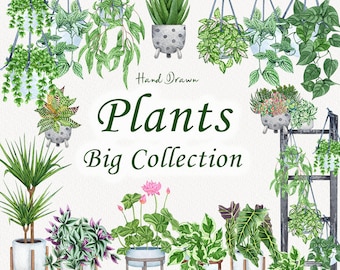 Grote aquarelplantencollectie. Kamerplanten Clip Art. Kamerplanten aquarel illustraties. Illustraties voor woondecoratie. Potplanten, png