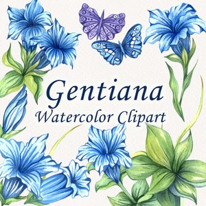 Clipart aquarelle de gentiana. Gentiane, fleurs Clipart. Clipart fleur des Alpes. Clipart fleurs bleues. Clipart de mariage. Clipart fleurs sauvages PNG