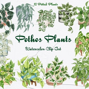 Pothos plantes clipart. Plantes d’intérieur Clipart. Plantes d’intérieur Aquarelle Clipart. Aquarelle Pothos Tipes. Plantes en pot PNG