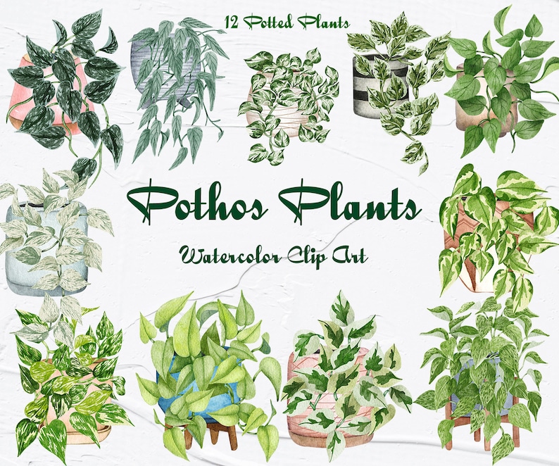 Pothosväxter Clipart. Krukväxter Clipart. Inomhusväxter Akvarell Clipart. Akvarell Pothos Typer. Krukväxter PNG bild 1