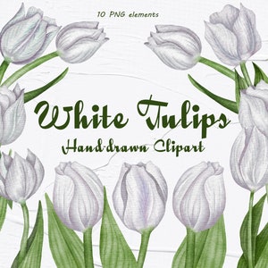 Tulips Clipart. White tulip Flowers. Wedding Clipart. Spring Tulips. Watercolor Floral Watercolor. Tulips Aquarelle Digital. Mothers day