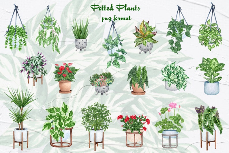 Växtälskare. ClipArt för krukväxter. Akvarell clipart för krukväxter. ClipArt för heminredning. Krukväxter PNG bild 2