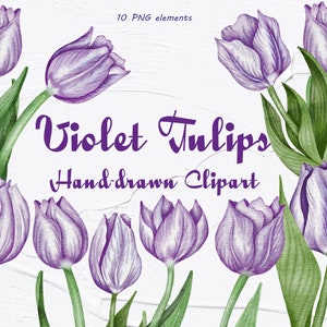 Tulipani Clipart. Fiori di tulipano viola. Clipart di nozze. Tulipani primaverili. Acquerello Acquerello floreale. Tulipani Aquarelle Digitale. Festa della mamma