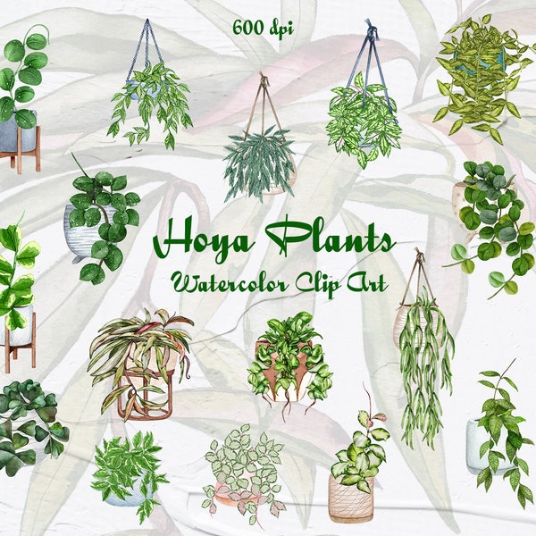Hoya Plants Clipart. House plants Clipart. Indoor Plants Watercolor Clipart. Watercolor Hoya. Potted Plants PNG