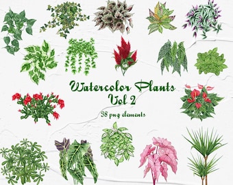Aquarel planten. Kamerplanten illustraties. Kamerplanten aquarel illustraties. Cactussen illustraties voor onmiddellijke download. PNG