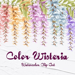 Glyzinien Aquarell Clipart. Glyzinien Zweig Illustration. Weiß, Rosa, Lila Glyzinien Clipart. Aquarell Glyzinien. Frühlingsbaum. Png