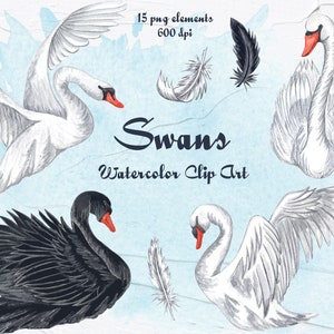 Schwäne Aquarell Clip Art. Aquarell Schwan Clipart. Schwarzer Schwan. Liebe Illustrationen. Weißer Schwan. Vögel Clipart PNG 600dpi
