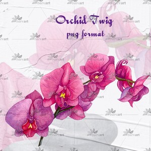 May include: A watercolor painting of a pink orchid twig. The orchid flowers are in various stages of bloom, with some fully open and others still in bud. The painting is on a white background with a subtle texture.