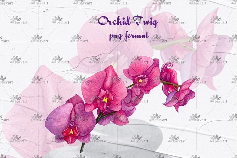 May include: A watercolor painting of a pink orchid twig. The orchid flowers are in various stages of bloom, with some fully open and others still in bud. The painting is on a white background with a subtle texture.