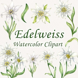 Clipart aquarelle d'edelweiss. Clipart edelweiss. Clipart fleur des Alpes. Clipart fleurs blanches. Clipart de mariage. Clipart fleurs sauvages PNG