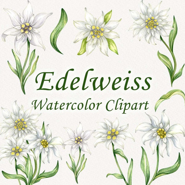 Watercolor Edelweiss clipart. Edelweiss Clipart. Alpine Flower clipart. White Flowers Clipart. Wedding clipart. Wild Flowers ClipartPNG