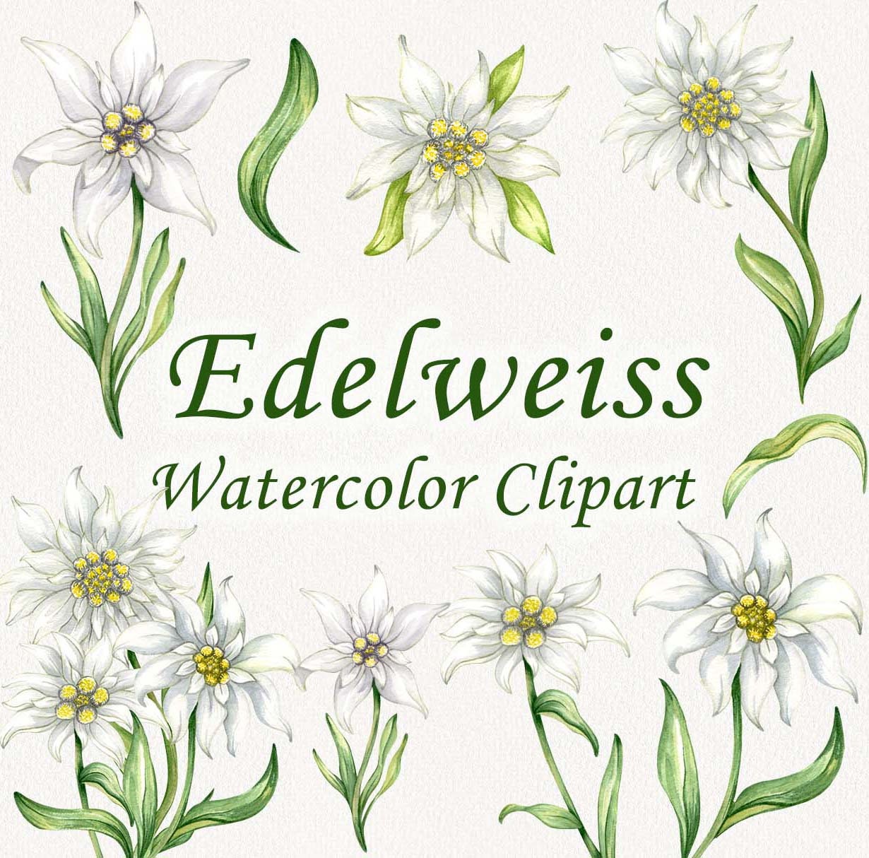 エーデルワイス 押花 ペンダントトップ チャーム ドイツ