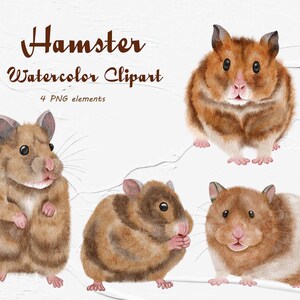 Imágenes Prediseñadas de hámster. Imágenes prediseñadas de hámster de acuarela. Lindas ilustraciones de hámster. Imágenes prediseñadas de mascotas pequeñas. Jengibre Hámster Clipart PNG