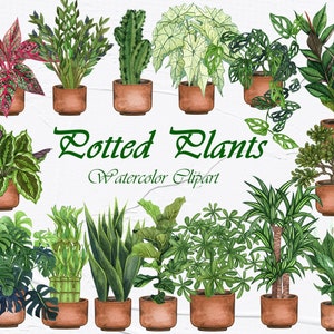 Plantas de casa Clipart de aquarela. Plantas em vasos clipart. Plantas de interior Clipart. Amor de planta de casa PNG. Cactos Clipart. Jardim Clipart. Plantas PNG