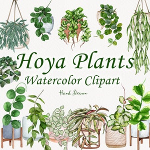 Clipart de plantas de soja. Clipart de plantas de casa. Clipart aquarela de plantas de interior. Aquarela Hoya. Vasos De Plantas PNG