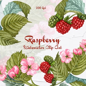 Himbeere Aquarell Clipart, Aquarell Himbeere Illustration. Sommerbeeren Clip Art, Himbeeren Illustration zum direkten Download. Png