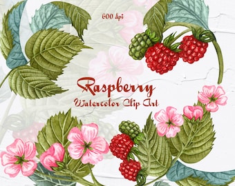 May include: Watercolor clip art featuring a raspberry branch with green leaves, pink flowers, and red raspberries. The text "Raspberry Watercolor Clip Art" is written in brown lettering.