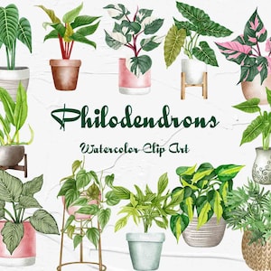 Philodendron Plants Clipart. Plantes d’intérieur Clipart. Plantes d’intérieur Aquarelle Clipart. Aquarelle Philodendron Plantes en pot. Papouasie-Nouvelle-Guinée