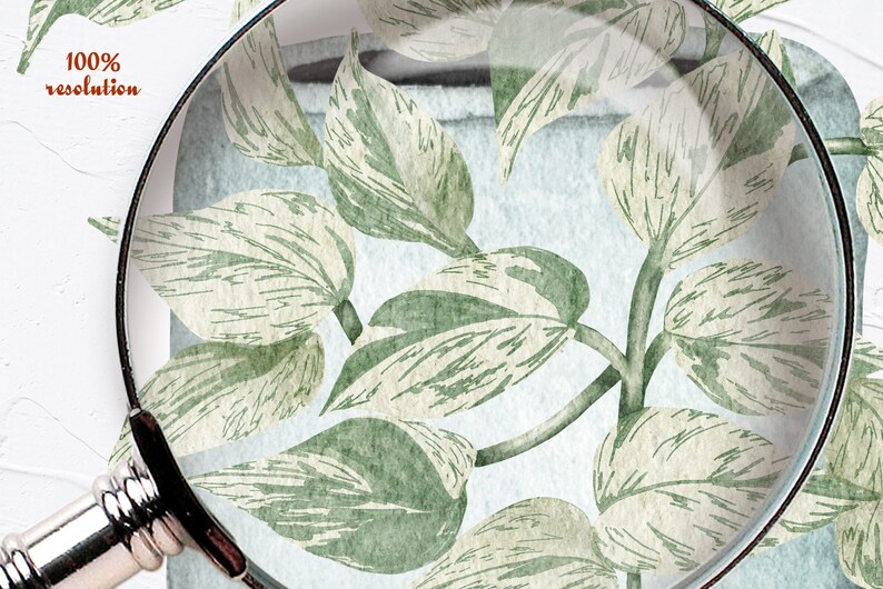 Pothosväxter Clipart. Krukväxter Clipart. Inomhusväxter Akvarell Clipart. Akvarell Pothos Typer. Krukväxter PNG bild 5