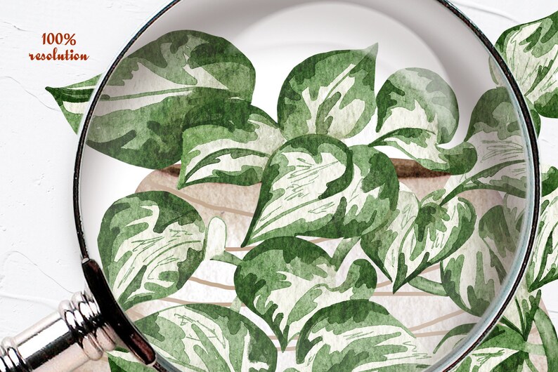 Pothosväxter Clipart. Krukväxter Clipart. Inomhusväxter Akvarell Clipart. Akvarell Pothos Typer. Krukväxter PNG bild 4