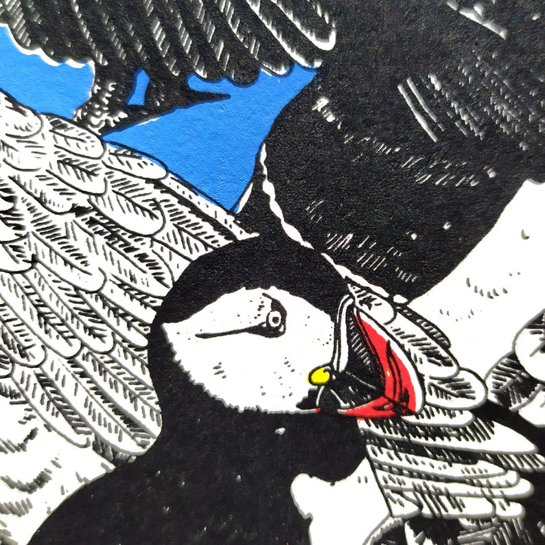 Sérigraphie artisanale quatre couleurs planche ornithologique Oiseaux des côtes bretonnes image 6