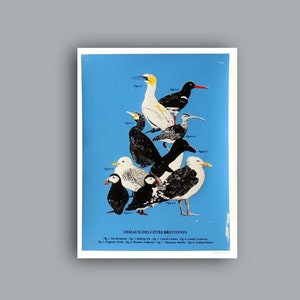 Sérigraphie artisanale quatre couleurs planche ornithologique Oiseaux des côtes bretonnes image 8