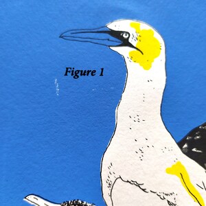 Sérigraphie artisanale quatre couleurs planche ornithologique Oiseaux des côtes bretonnes image 5
