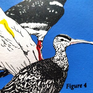 Sérigraphie artisanale quatre couleurs planche ornithologique Oiseaux des côtes bretonnes image 4
