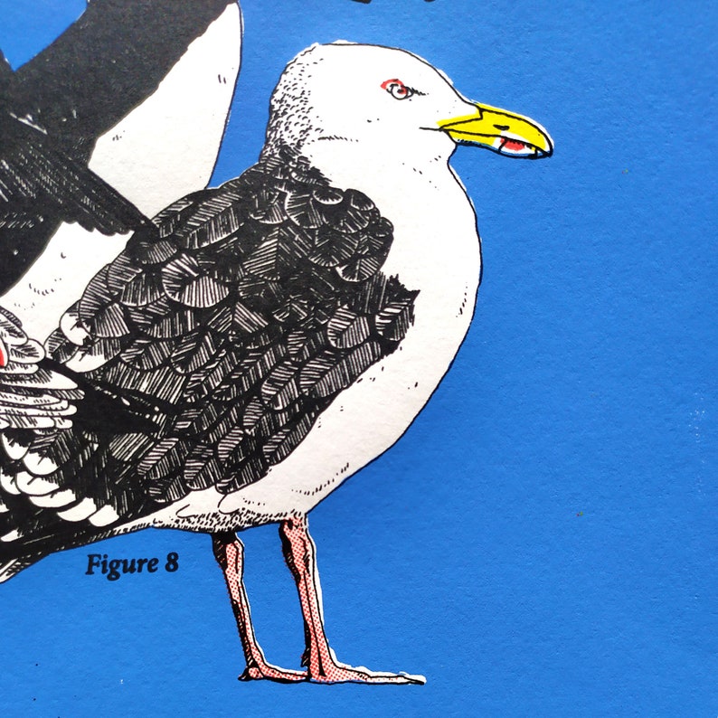 Sérigraphie artisanale quatre couleurs planche ornithologique Oiseaux des côtes bretonnes image 7