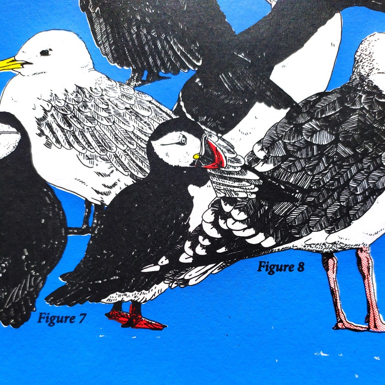 Sérigraphie artisanale quatre couleurs planche ornithologique Oiseaux des côtes bretonnes image 2