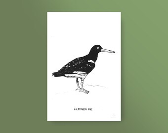 Affiche oiseau, impression d'art sérigraphie, dessin d'Huitrier Pie, oiseau breton, format 20x30 cm