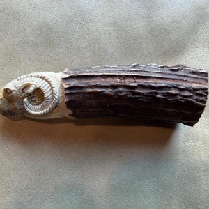 Può includere: Un manico cilindrico ricavato da un pezzo di corno marrone scuro e testurizzato. Un'estremità presenta un'intagliatura dettagliata color crema raffigurante una testa di ariete con corna ricurve, che si fonde con la superficie naturale e ruvida.