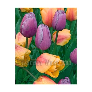 Tulips Wall Art Décor Royal Three – Fine Art, Wall Art Décor Home/Office, Abstract Gicleé Print, 16 x 20 Stretched Canvas, Acrylic, or Metal